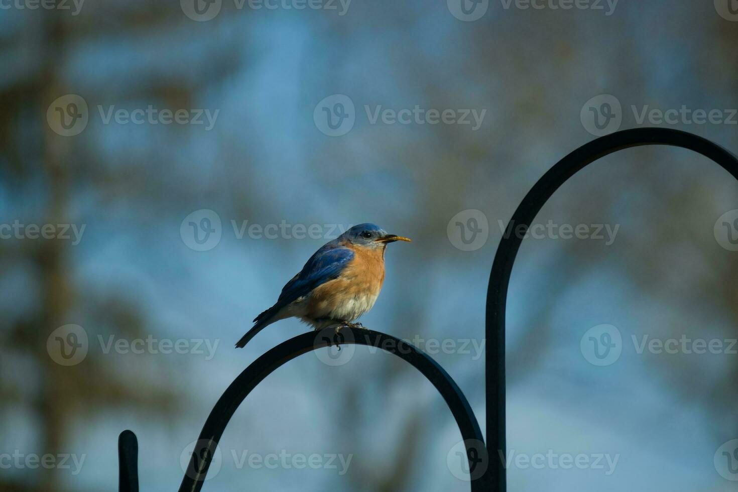 esta linda pequeño azulejo se sentó encaramado en el pastores gancho. el pequeño aviar estaba viniendo en para algunos alimento. su oxidado naranja y blanco barriga tiene un bonito Mira en contra el azul plumas de el pájaro. foto