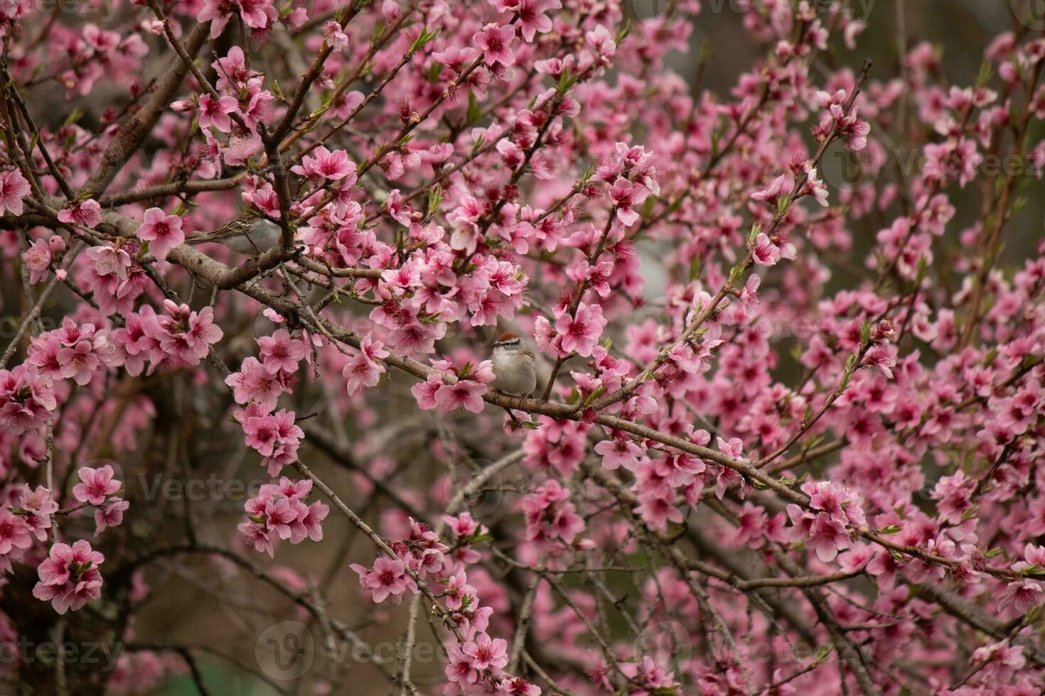 These cute little birds are sitting in the peach tree. The colors of the avians stand out. I love the pink flowers and how they look like cherry blossoms. The cute birds are just perched here. photo