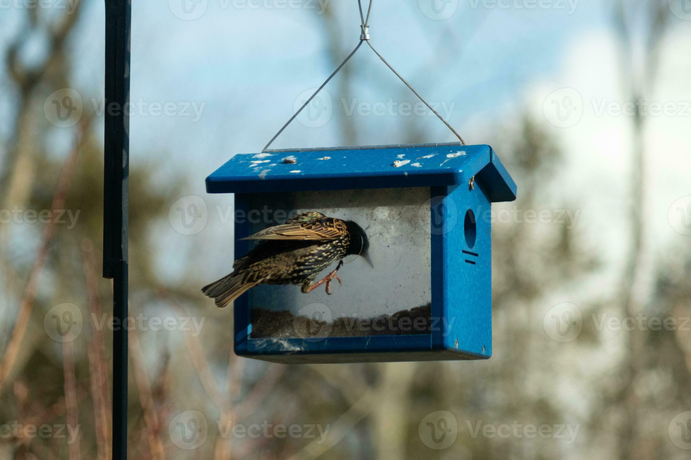 This starling came to the bluebird feeder to steal some mealworms. This shiny invasive species