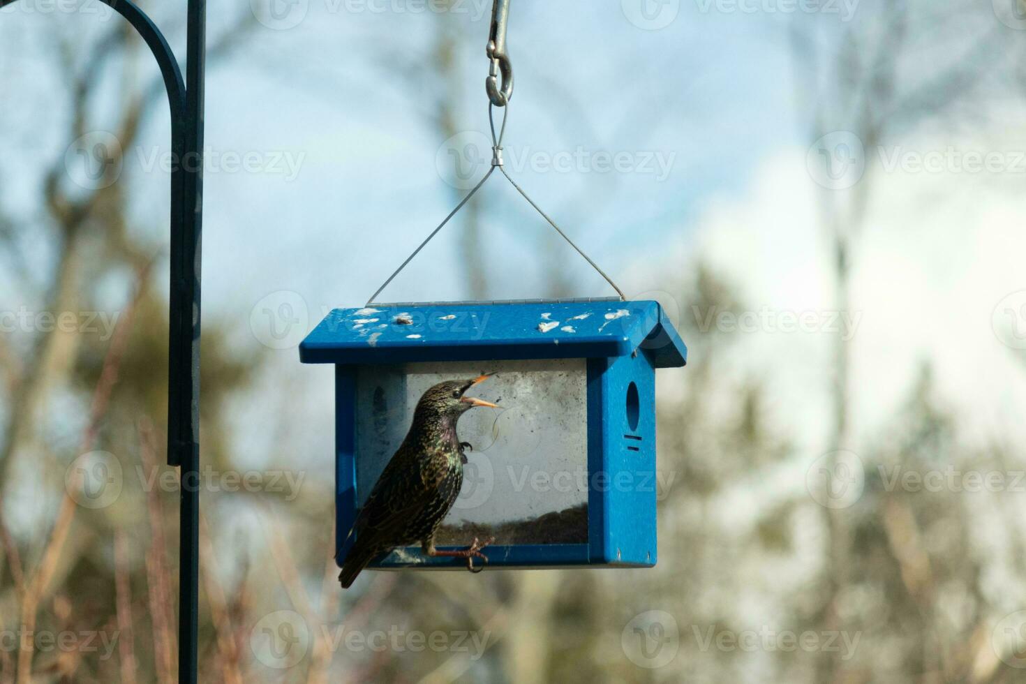 This starling came to the bluebird feeder to steal some mealworms. This shiny invasive species is known for taking over. His little black body with white speckles almost looks like stars in a sky. photo