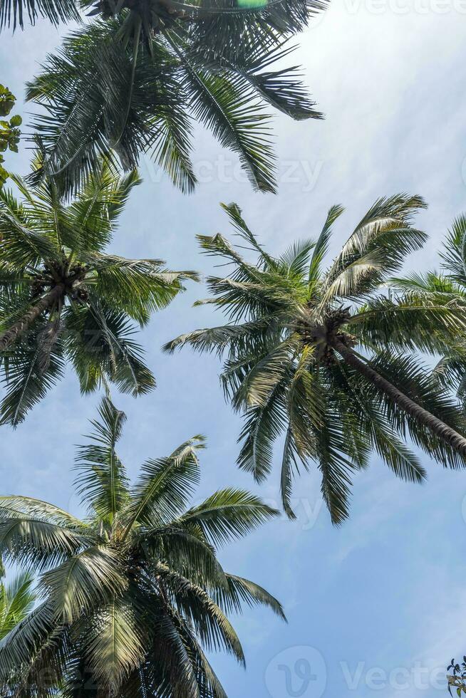 silhouettes of coconut trees palms against the blue sky of India with sunset photo