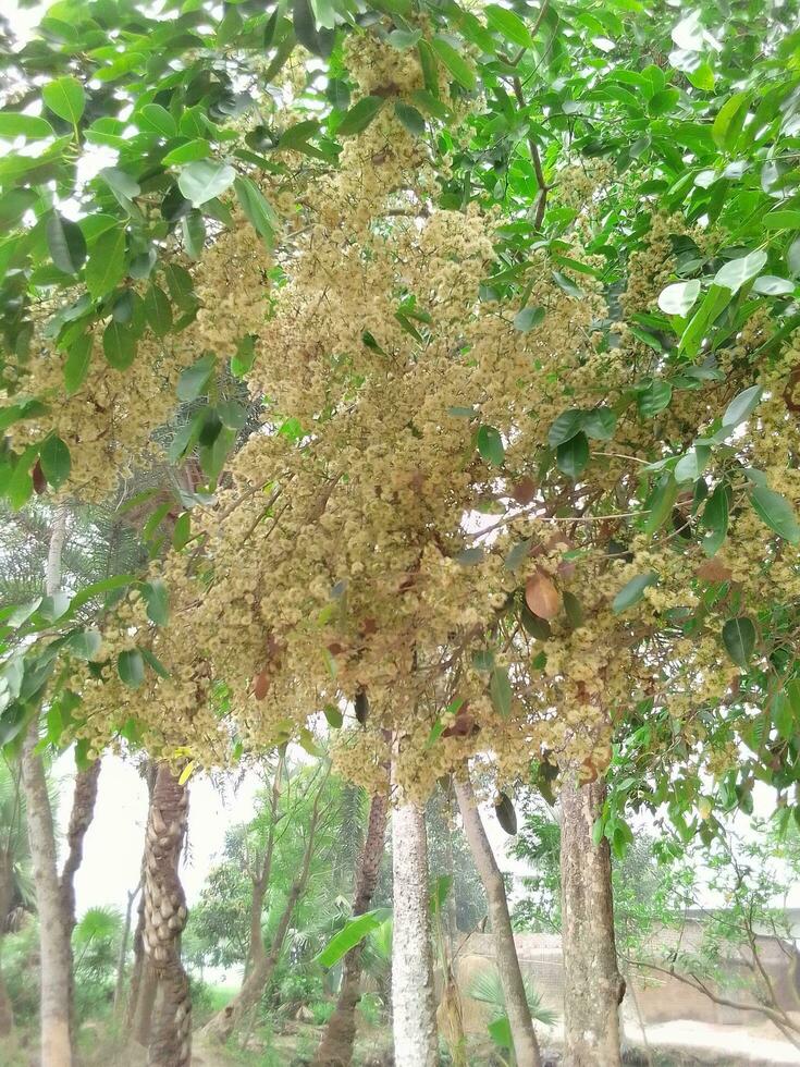 primavera hora sal árbol y flor en Bangladesh foto