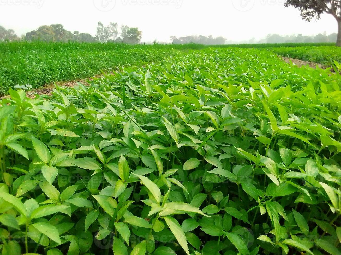 Footage of jute fields in green Bangladesh. The green jute leaves are swaying in the wind. photo