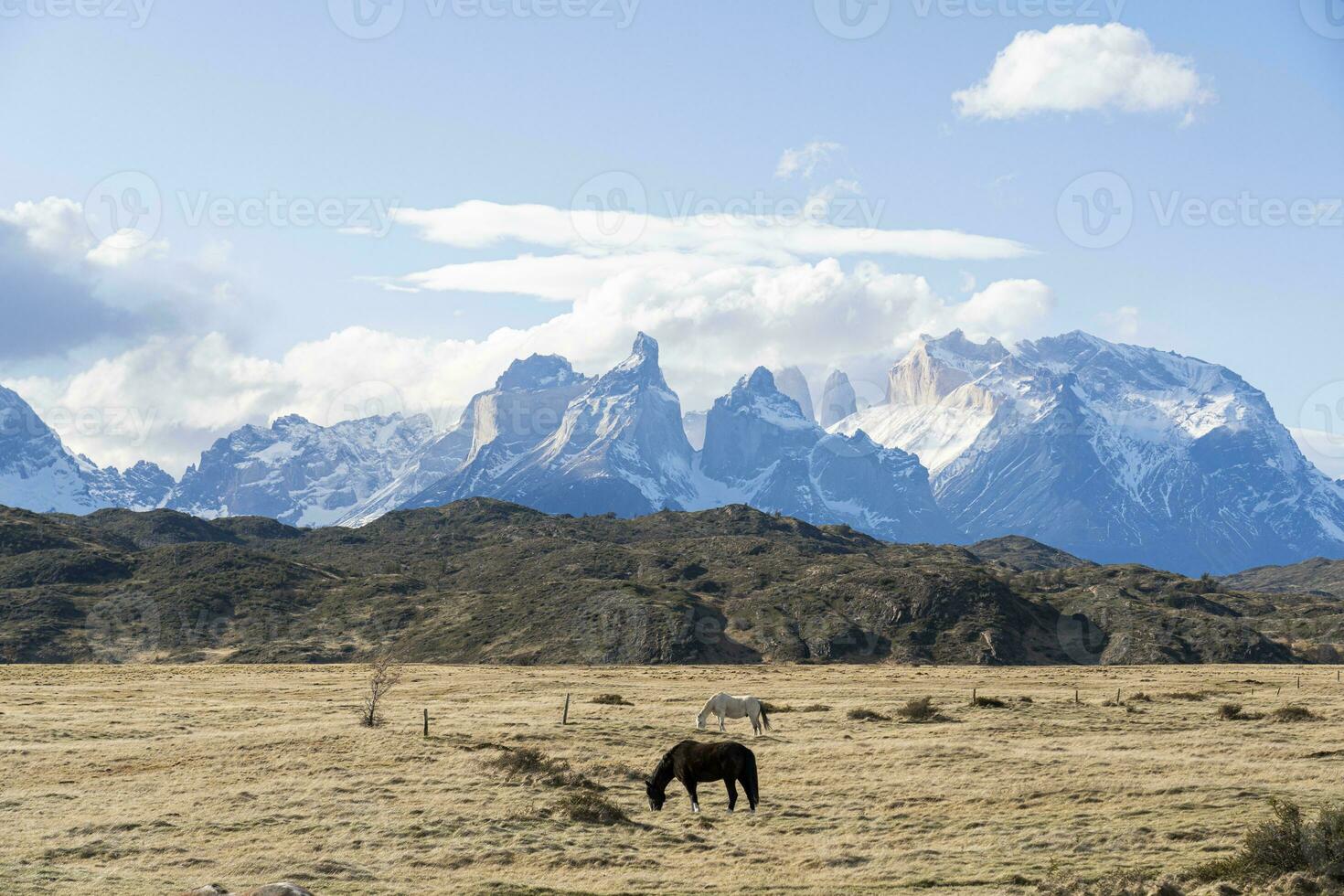 Horses in from of a mountain photo