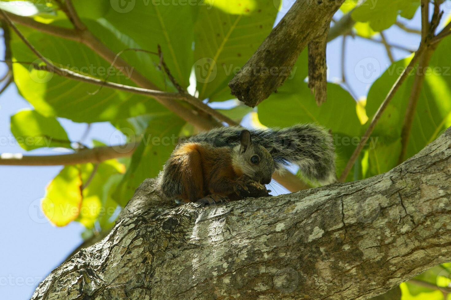 Squirrel over a tree photo