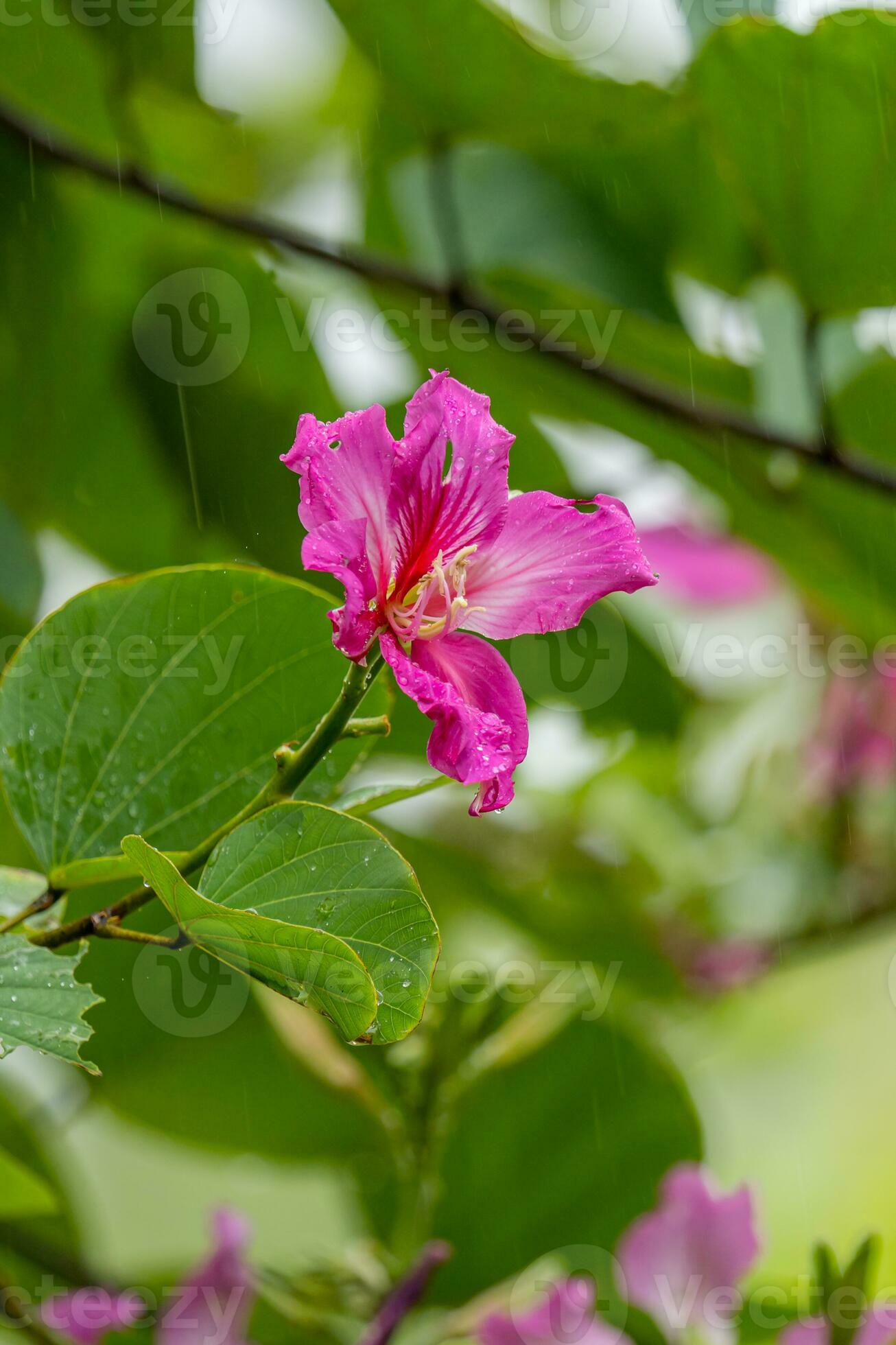 Purple Orchid Tree, Hong Kong Orchid Tree, Purple Bauhinia blooming in