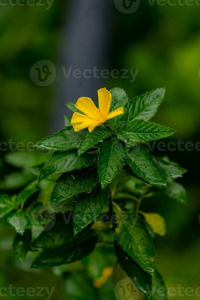 Turnera ulmifolia blooming in the garden photo