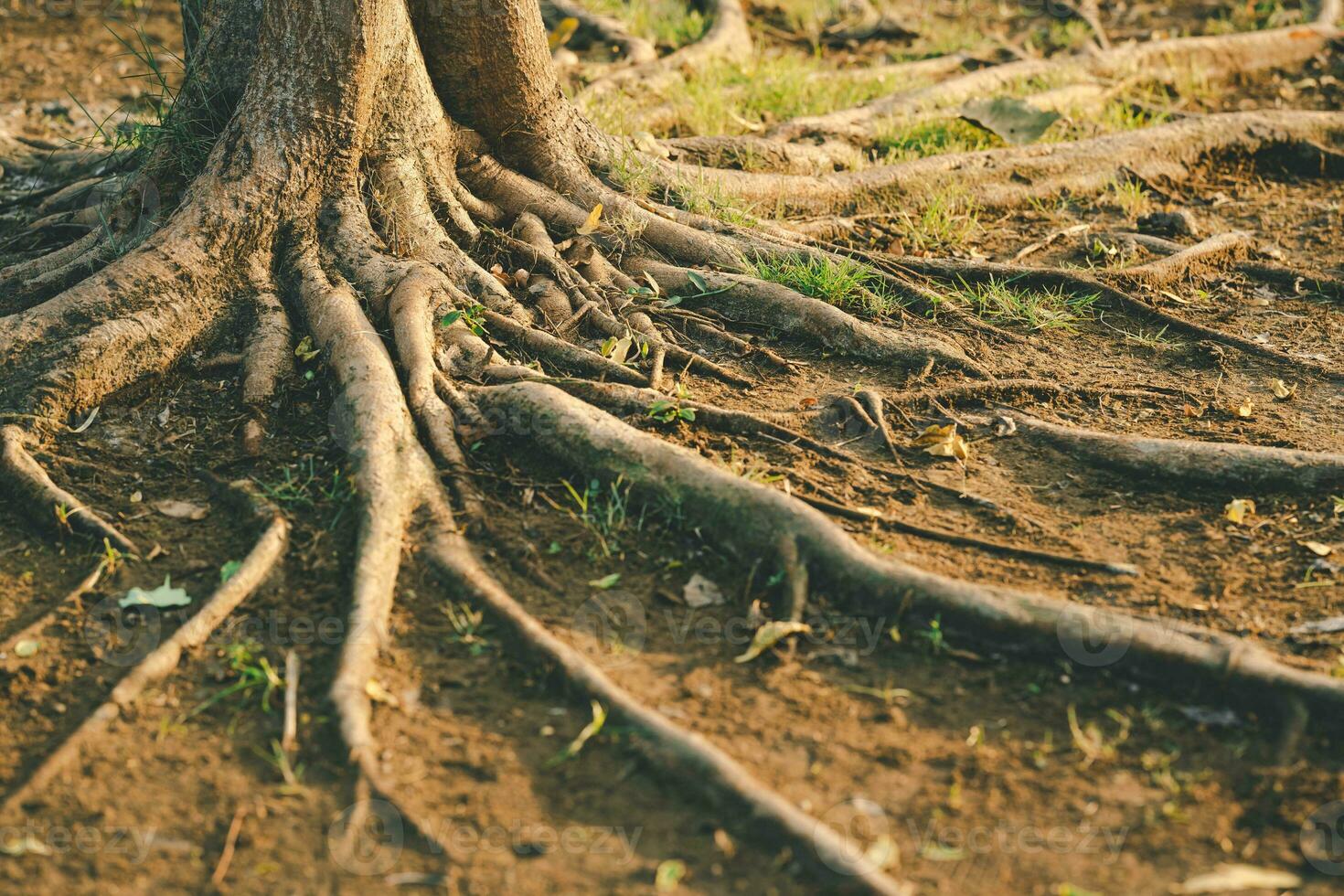Beautiful intertwining roots of trees on sunny day. Roots of big tree. Tree roots overgrown on the ground. photo