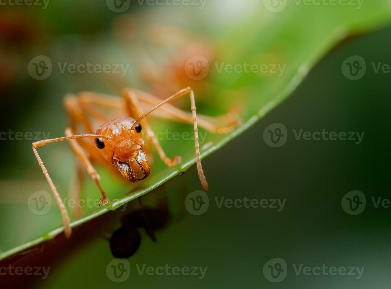 Red ants or Oecophylla smaragdina of the family Formicidae found their nests in nature by wrapping them in leaves. red ant face macro animal or insect life photo