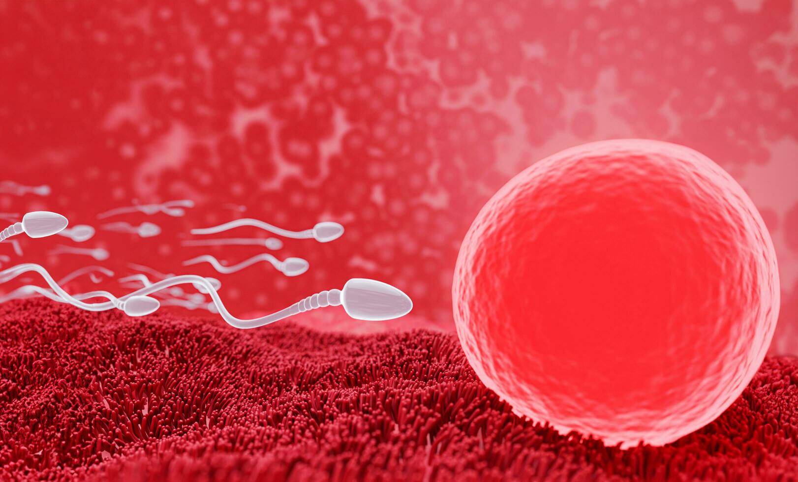 The sperm fertility from men's cum is directed towards the egg bubble after sex. To do human mating. A pre-fertilization model between an egg and a sperm. 3D Rendering photo