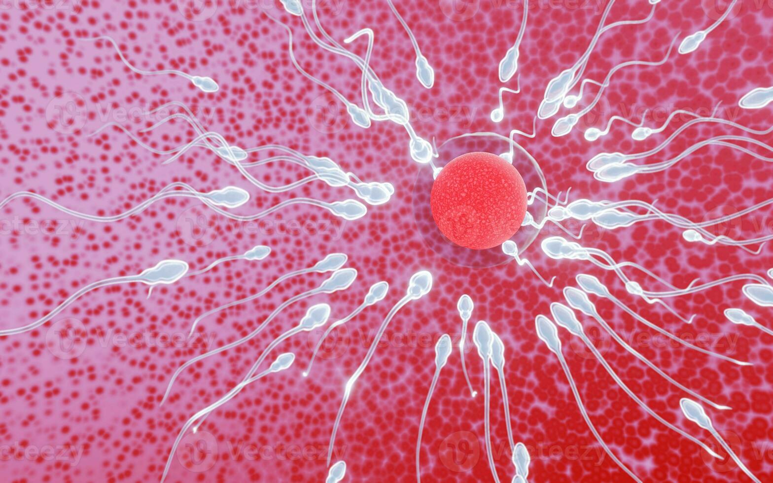 The sperm fertility from men's cum is directed towards the egg bubble after sex. To do human mating. A pre-fertilization model between an egg and a sperm. 3D Rendering photo
