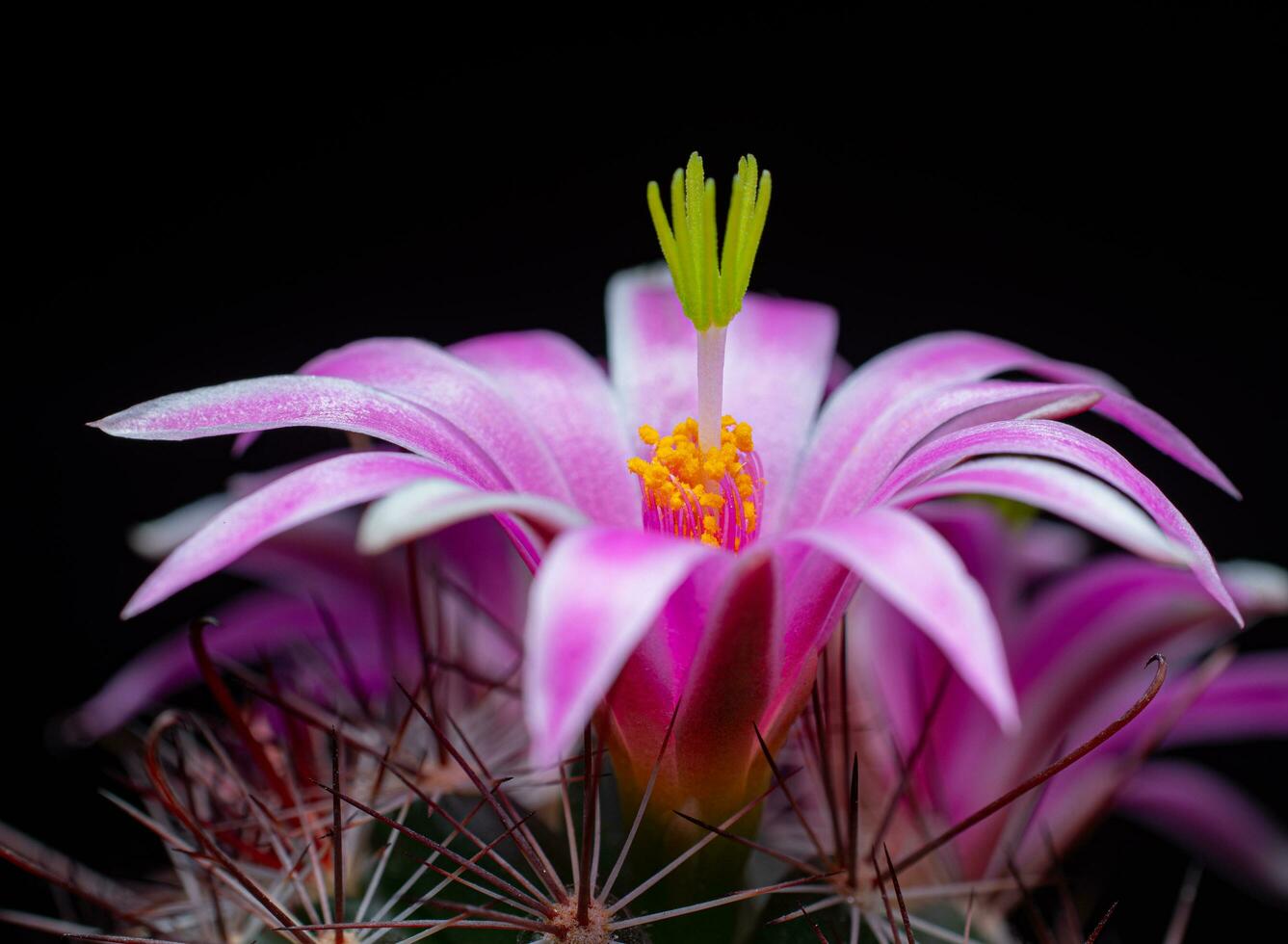 Mammillaria Benneckei, a type of cactus with hook spines There is a tuberous propagation. Clump together into a group.  Blooming flowers are pink cactus flowers. photo