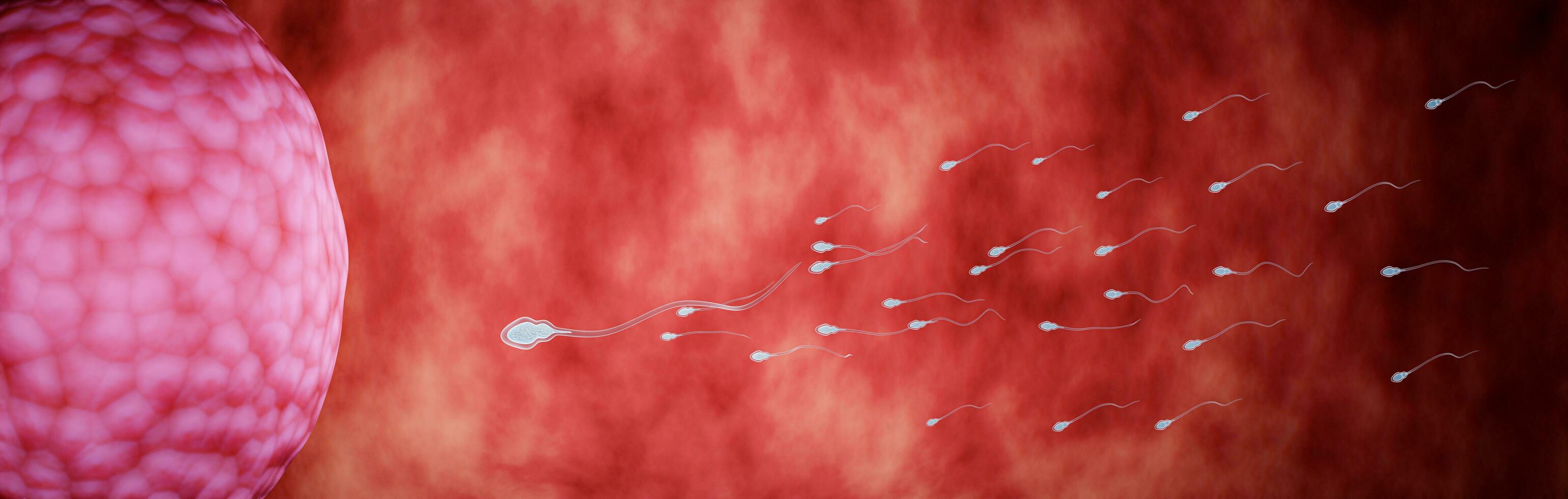 lots of sperm In the uterus are swimming races to get to the female's egg. Refers to mating or fertilization of humans. 3D Rendering photo