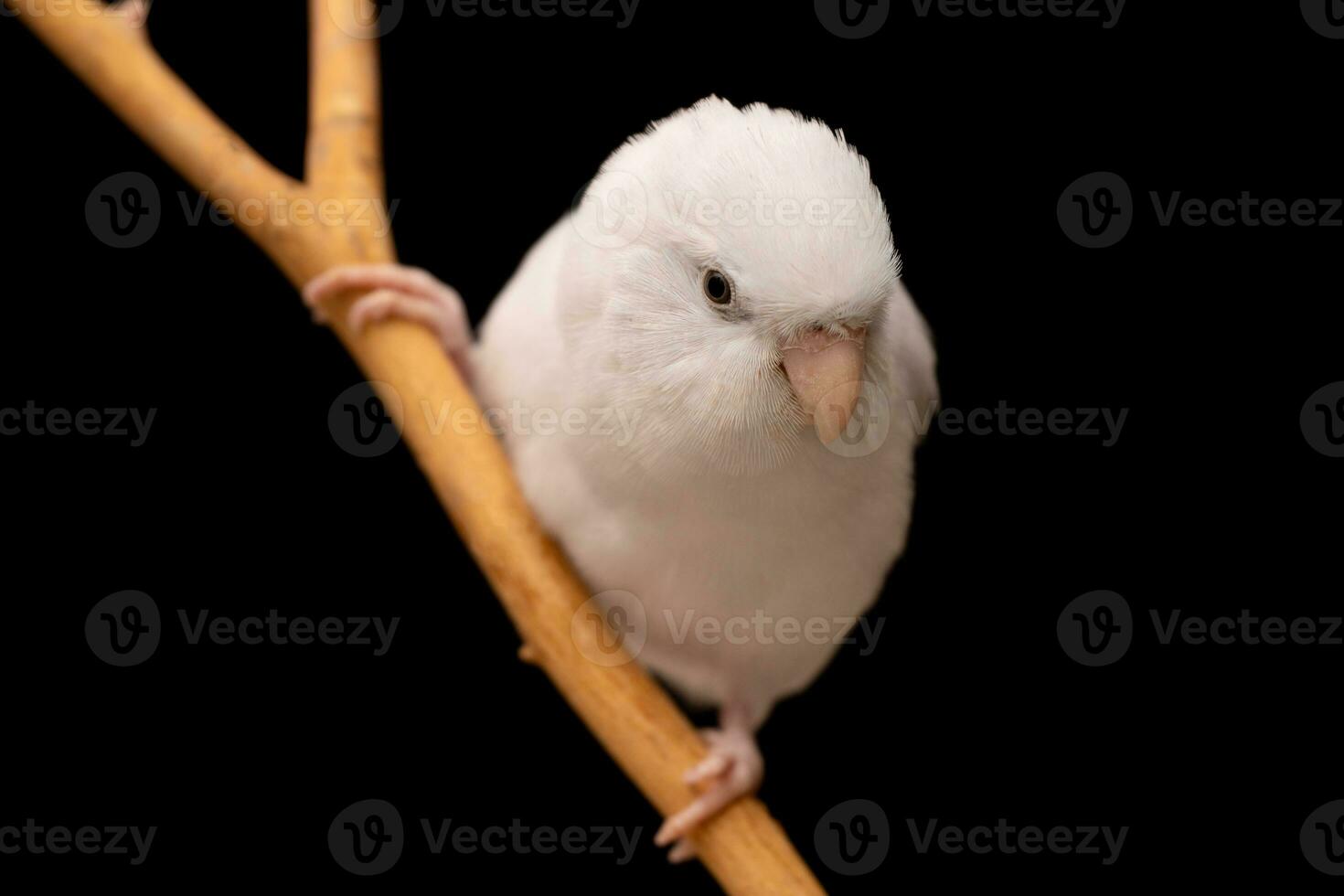 Tiny parrot parakeet white Forpus bird Pacific Parrotlet rest on branch. photo