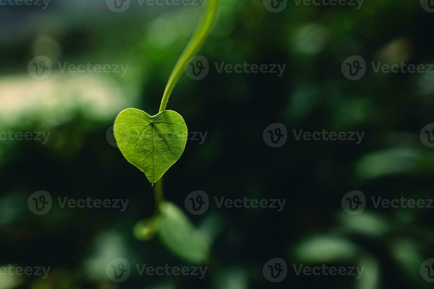 Green heart leaf in nature photo