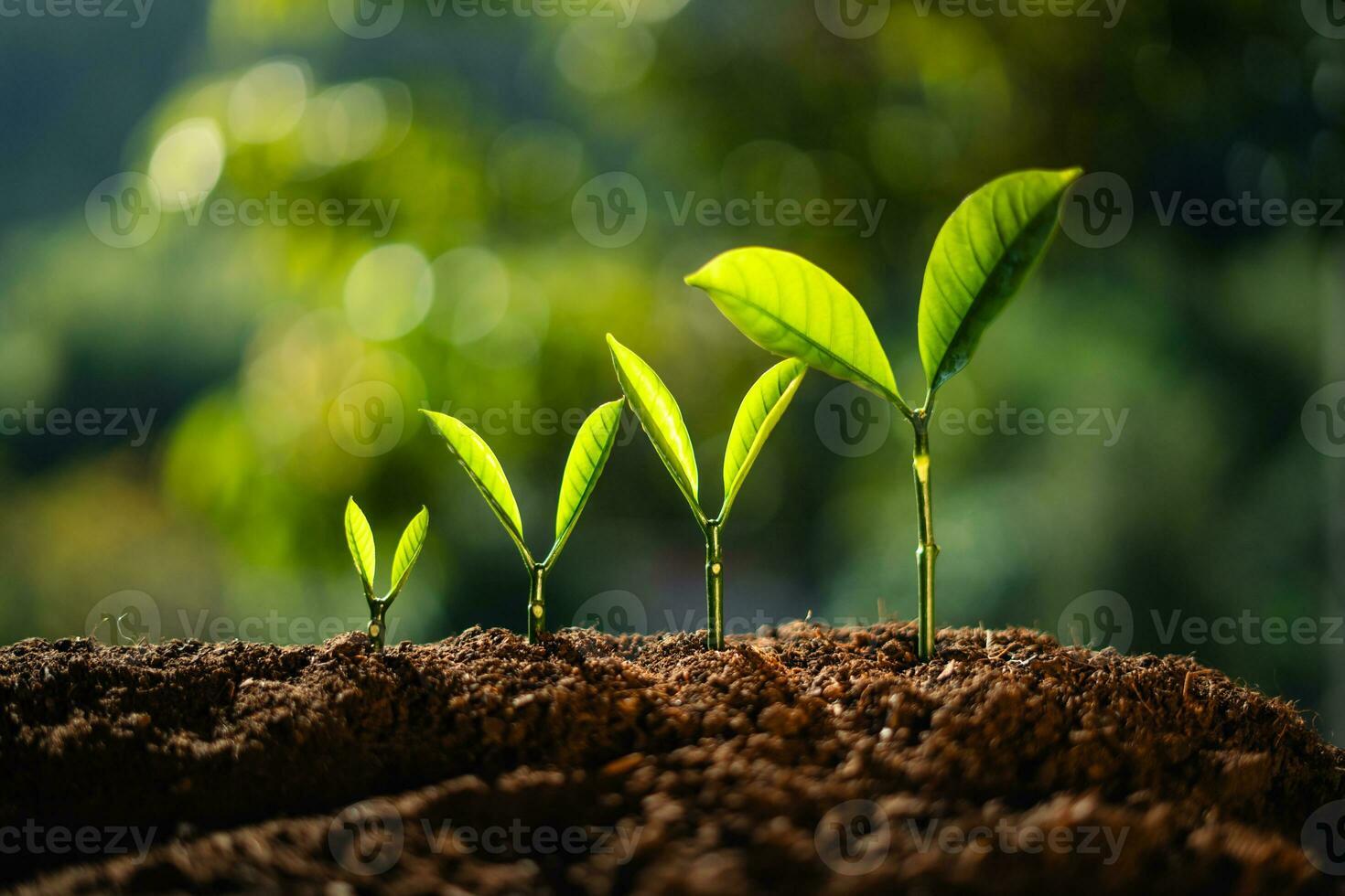 trees growing on the ground photo