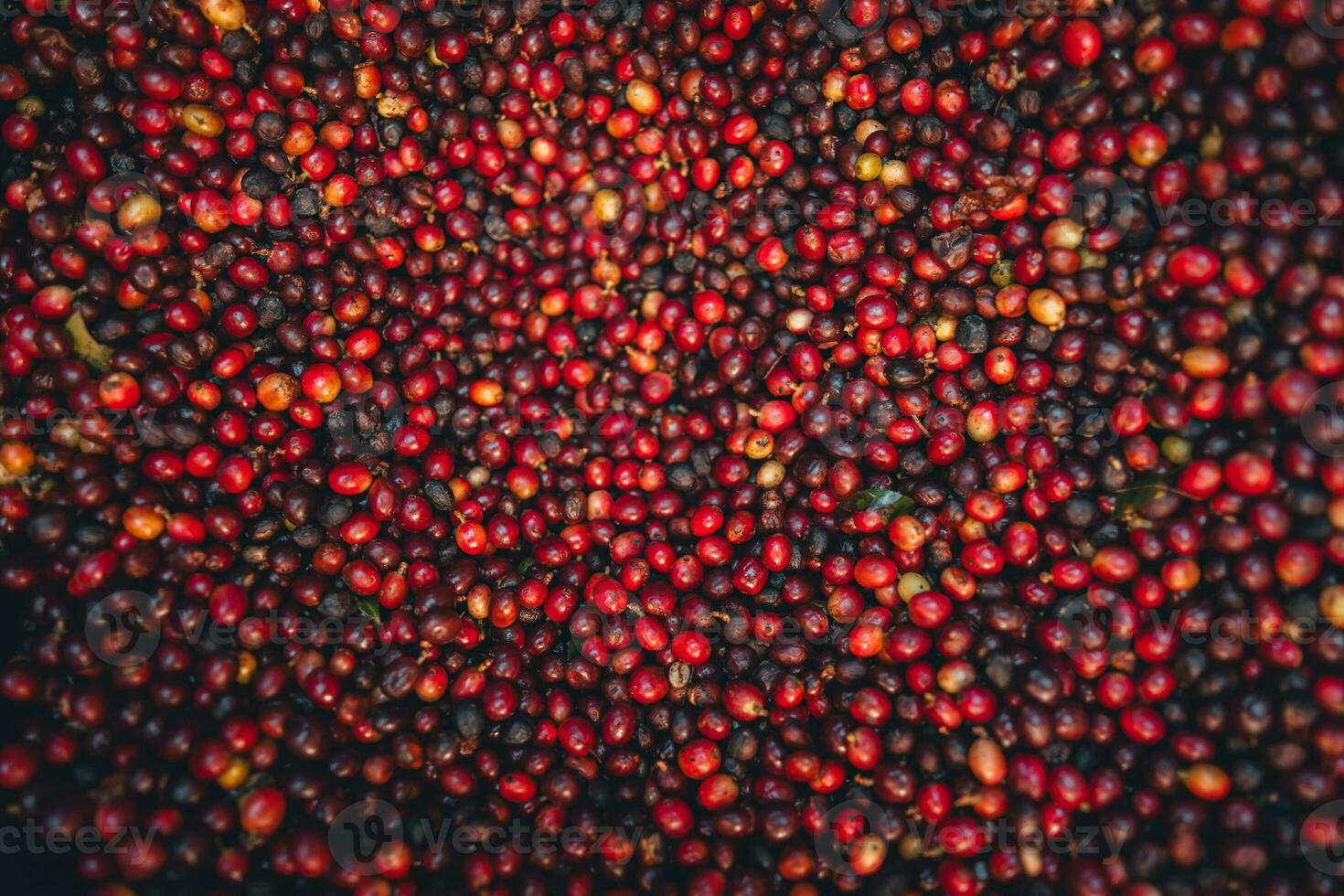 Red cherry coffee beans in a bucket photo