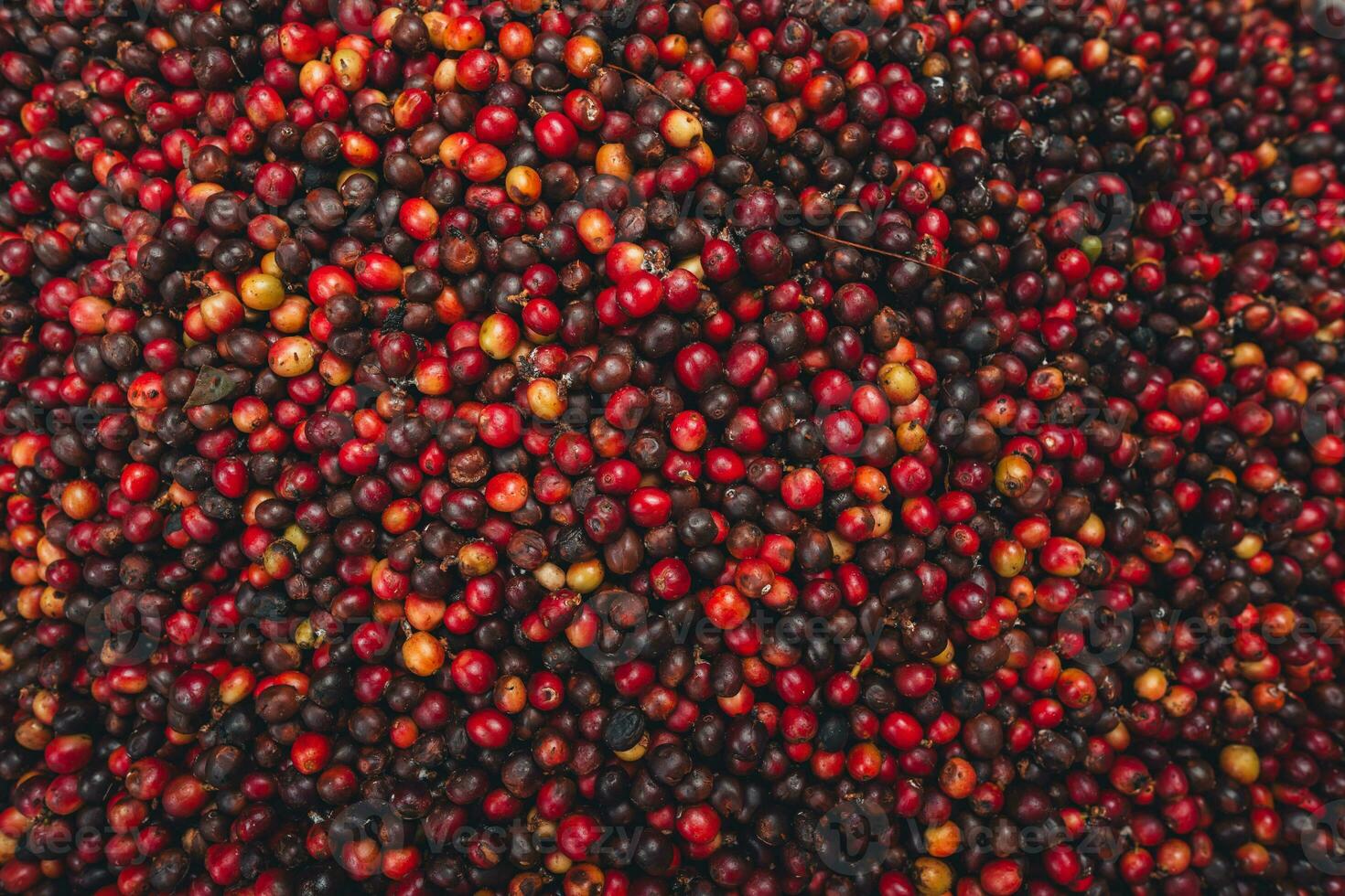 Red cherry coffee beans in a bucket photo
