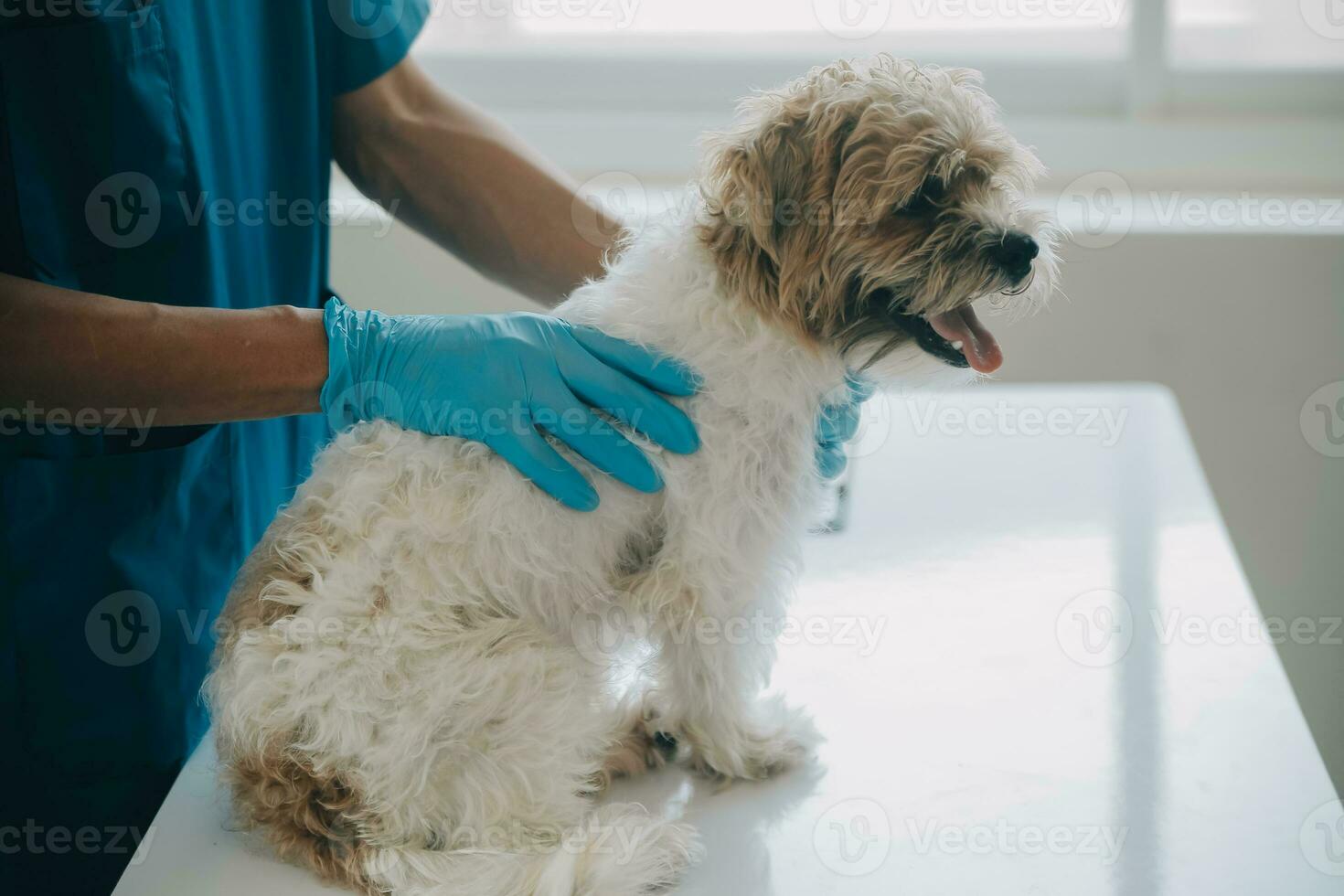 Vet examining dog and cat. Puppy and kitten at veterinarian doctor. Animal clinic. Pet check up and vaccination. Health care. photo