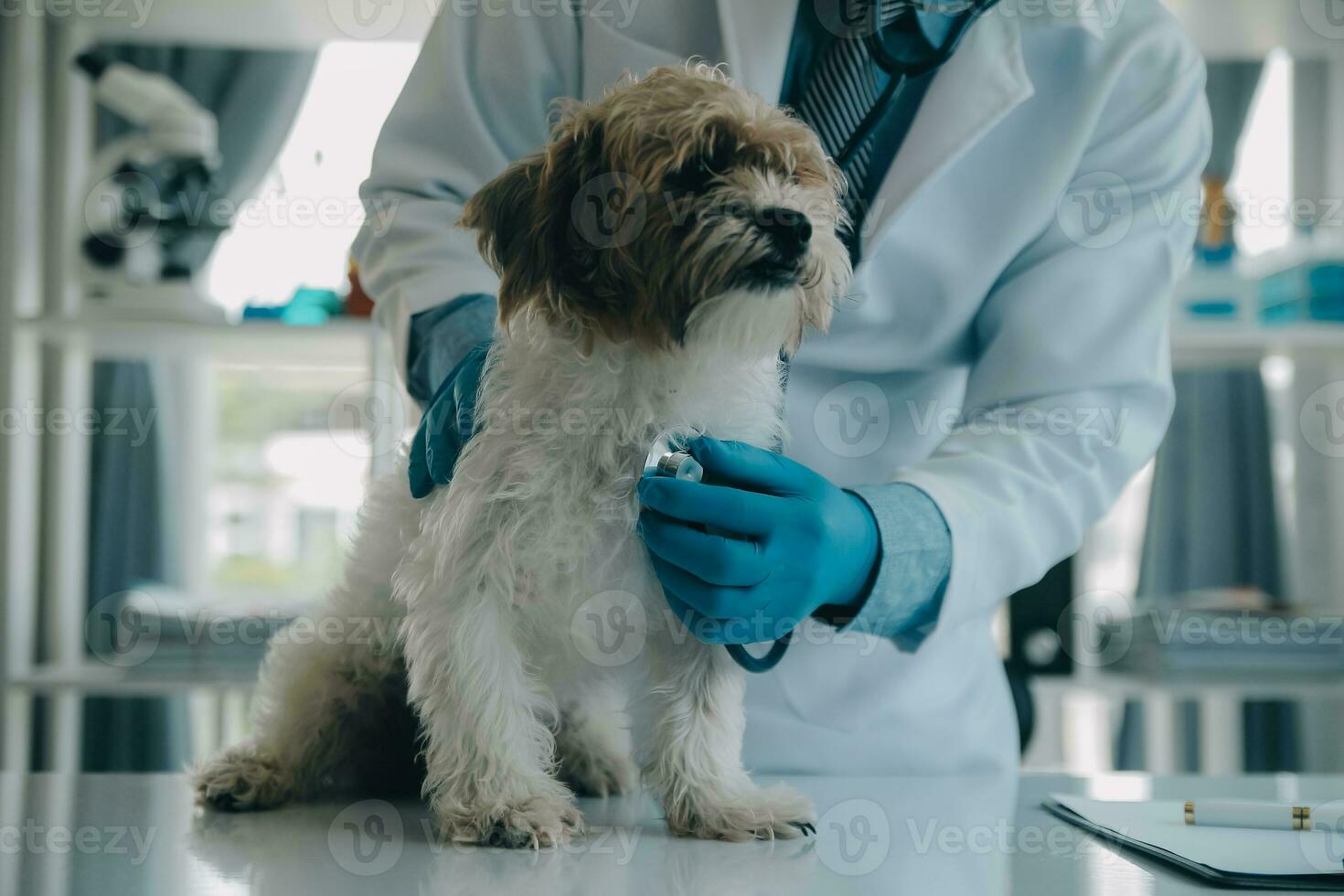 Vet examining dog and cat. Puppy and kitten at veterinarian doctor. Animal clinic. Pet check up and vaccination. Health care. photo