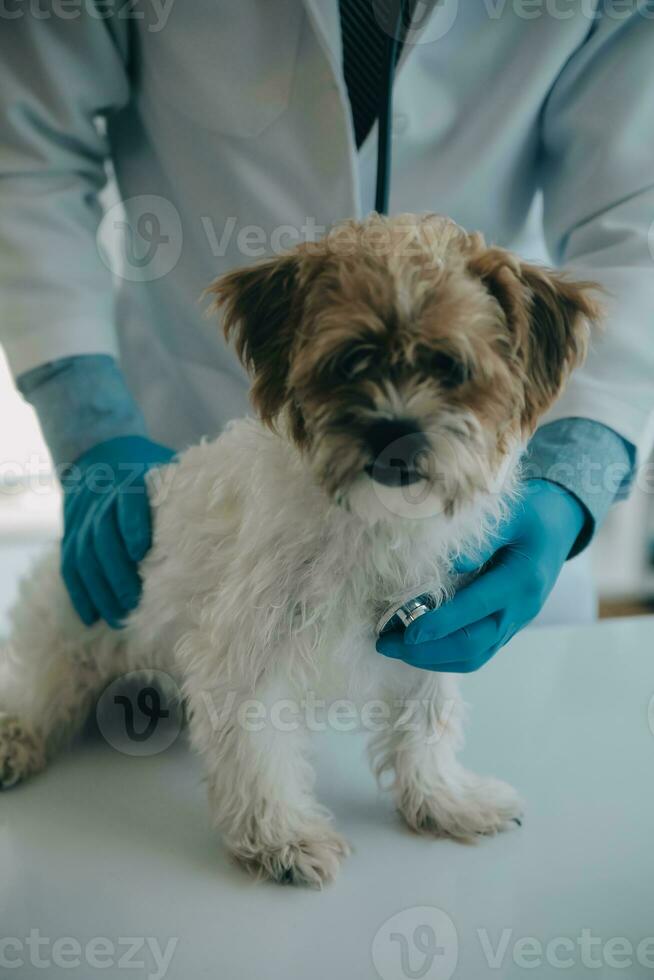 Vet examining dog and cat. Puppy and kitten at veterinarian doctor. Animal clinic. Pet check up and vaccination. Health care. photo