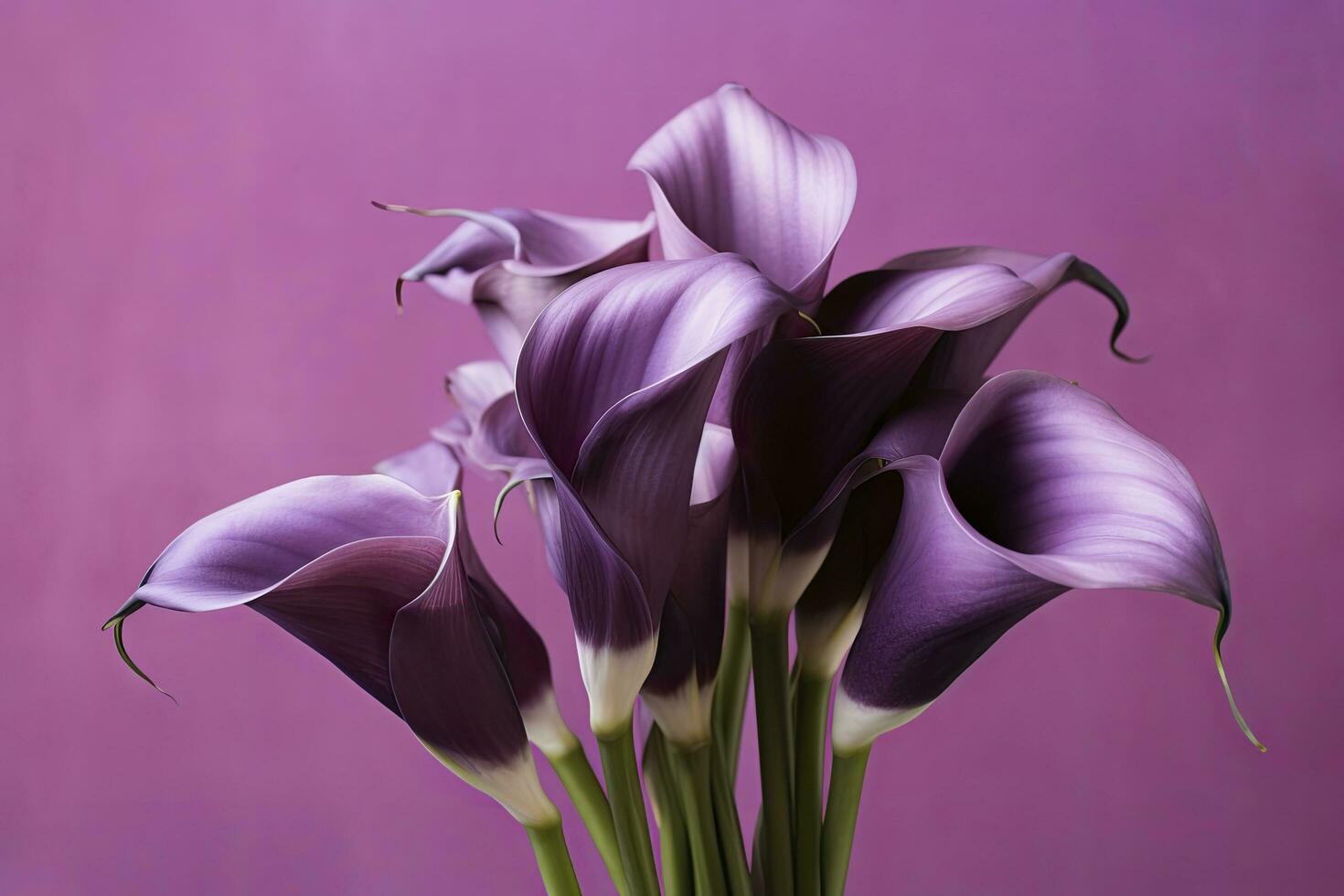 AI generated Bouquet of purple calla lilies against purple background.AI Generated photo