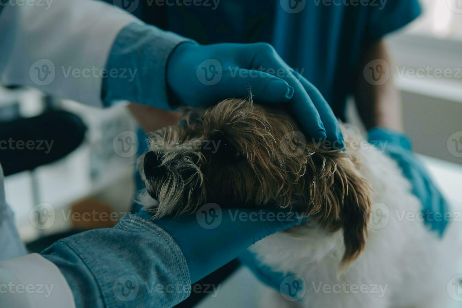 Vet examining dog and cat. Puppy and kitten at veterinarian doctor. Animal clinic. Pet check up and vaccination. Health care. photo