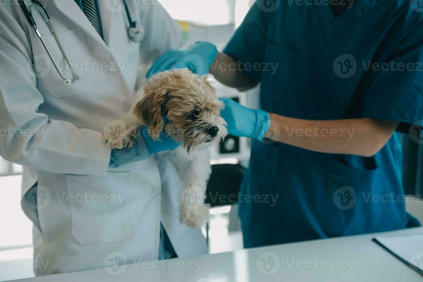 Vet examining dog and cat. Puppy and kitten at veterinarian doctor. Animal clinic. Pet check up and vaccination. Health care. photo