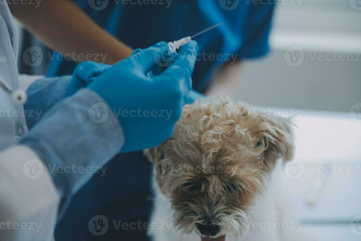 Vet examining dog and cat. Puppy and kitten at veterinarian doctor. Animal clinic. Pet check up and vaccination. Health care. photo