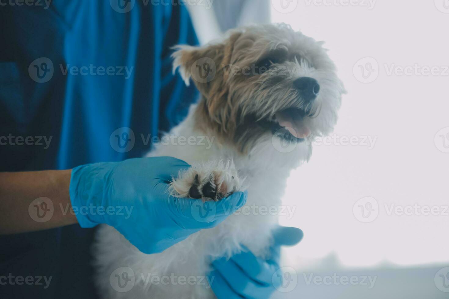 Vet examining dog and cat. Puppy and kitten at veterinarian doctor. Animal clinic. Pet check up and vaccination. Health care. photo