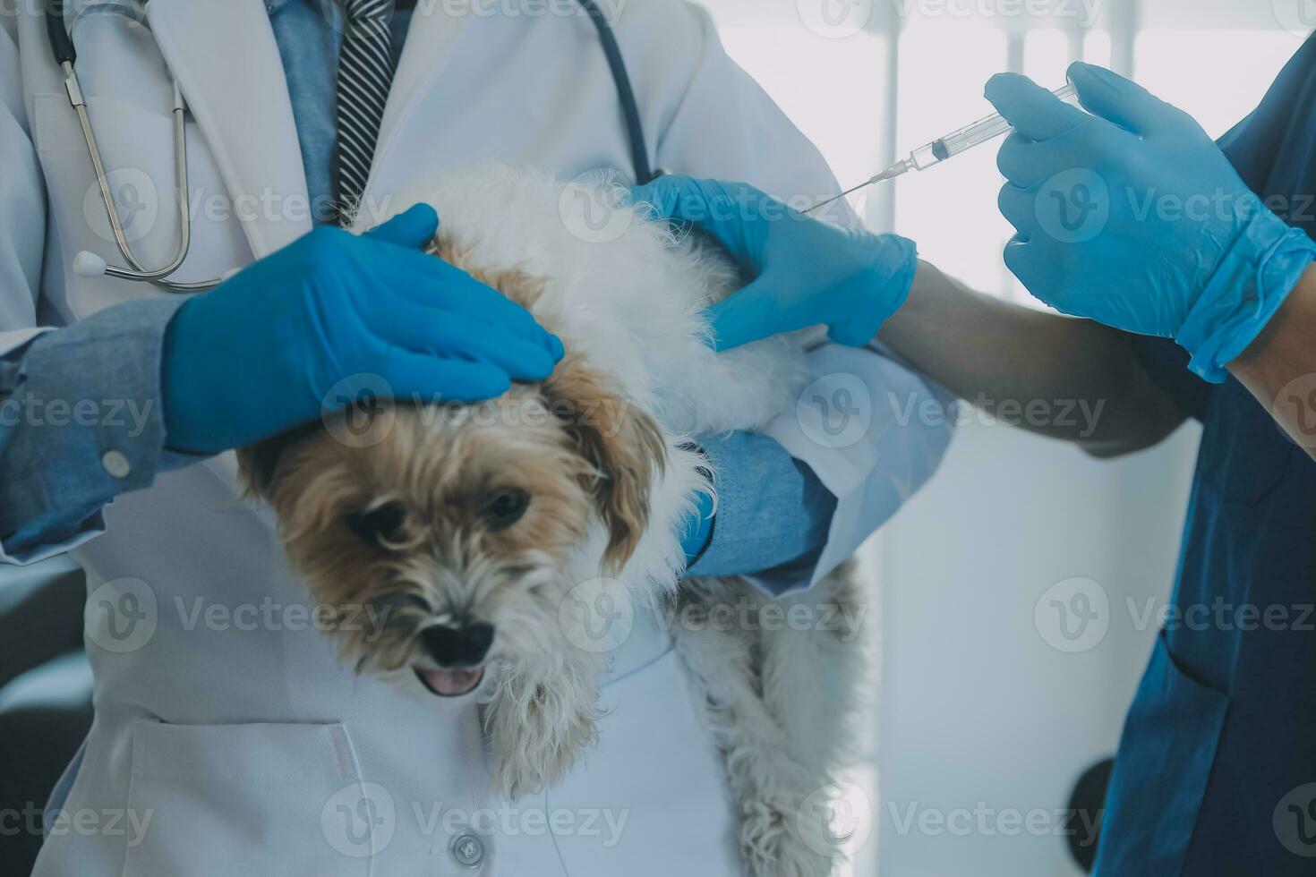 Vet examining dog and cat. Puppy and kitten at veterinarian doctor. Animal clinic. Pet check up and vaccination. Health care. photo