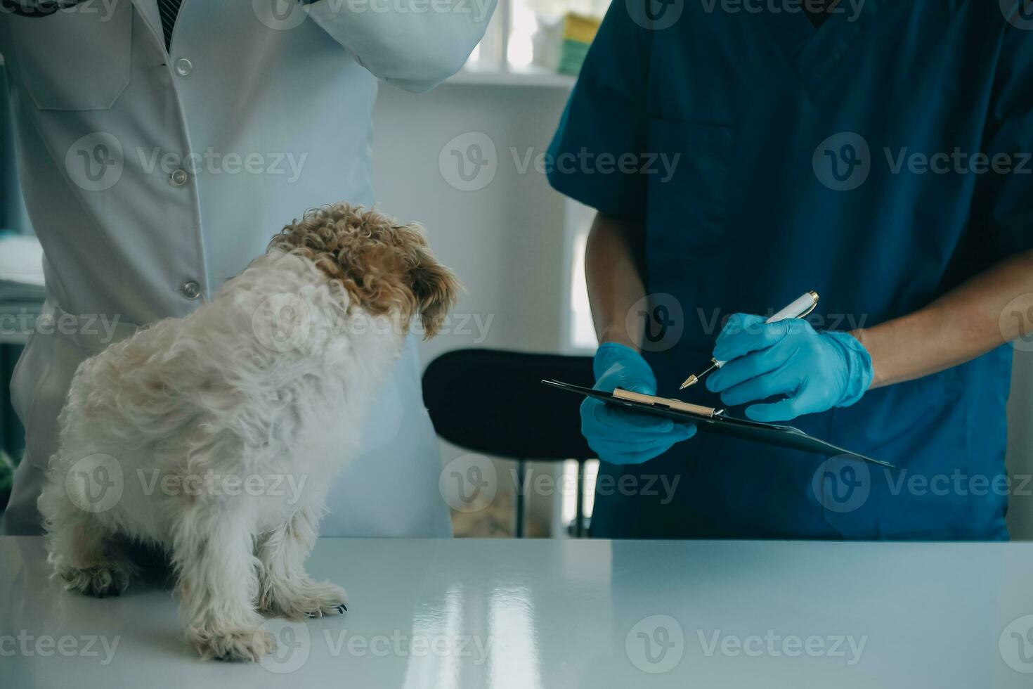 veterinario examinando perro y gato. perrito y gatito a veterinario doctor. animal clínica. mascota cheque arriba y vacunación. salud cuidado. foto