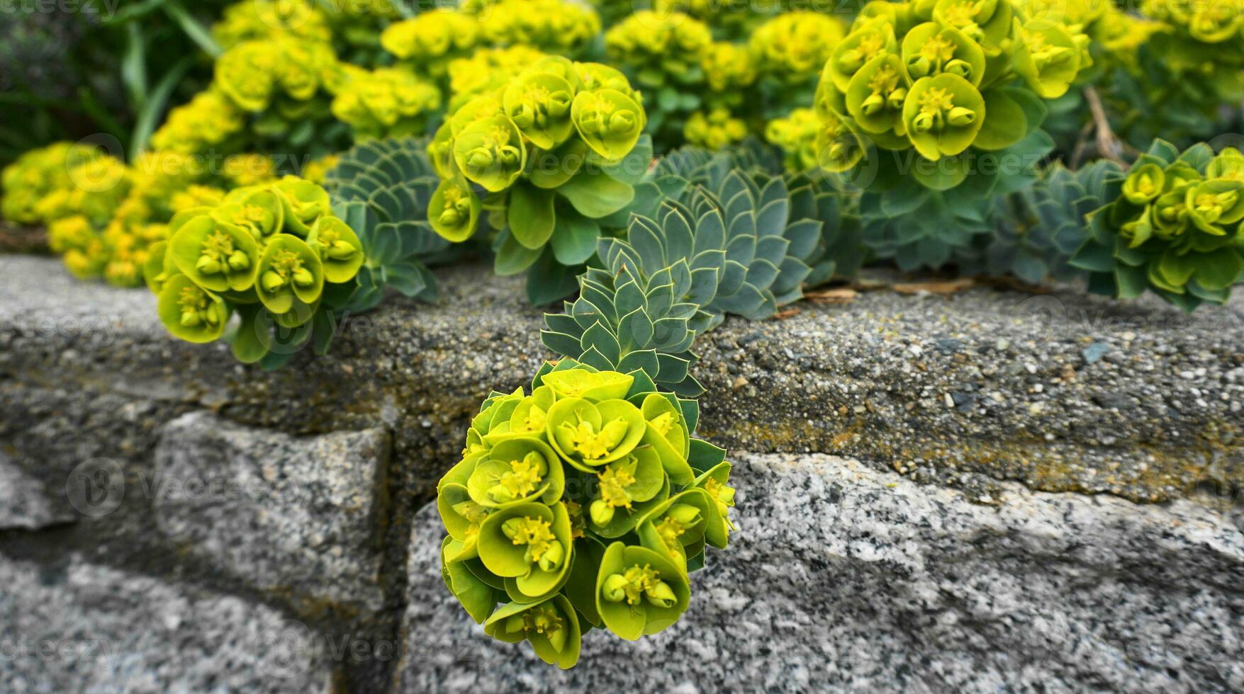 Euphorbia Myrsinites flowering evergreen perenial plant close up.  Also known as myrtle spurge, blue spurge or broad-leaved glaucous-spurge. photo