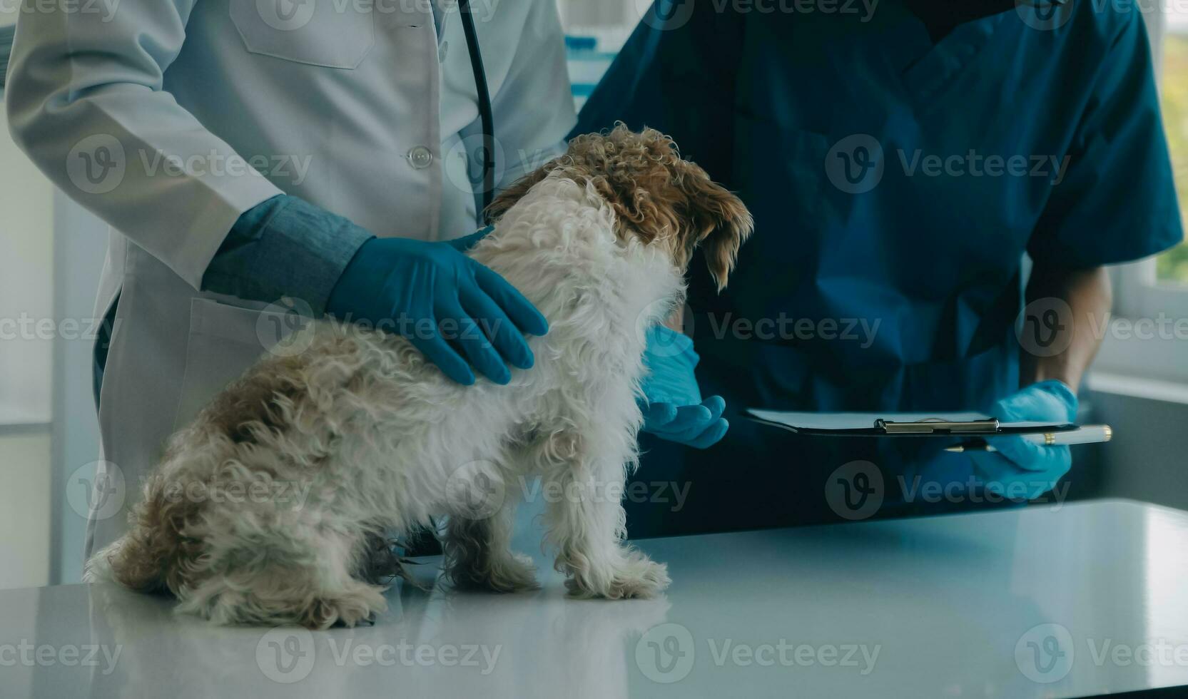 Vet examining dog and cat. Puppy and kitten at veterinarian doctor. Animal clinic. Pet check up and vaccination. Health care. photo