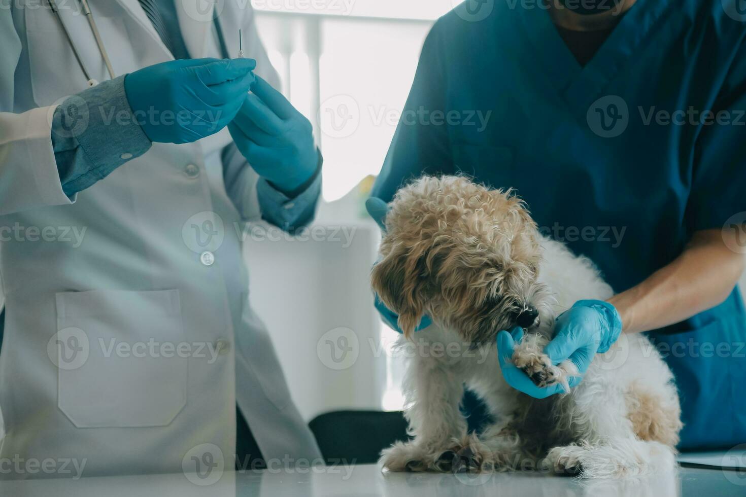 Vet examining dog and cat. Puppy and kitten at veterinarian doctor. Animal clinic. Pet check up and vaccination. Health care. photo