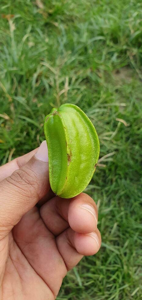 a person holding a green fruit in their hand photo