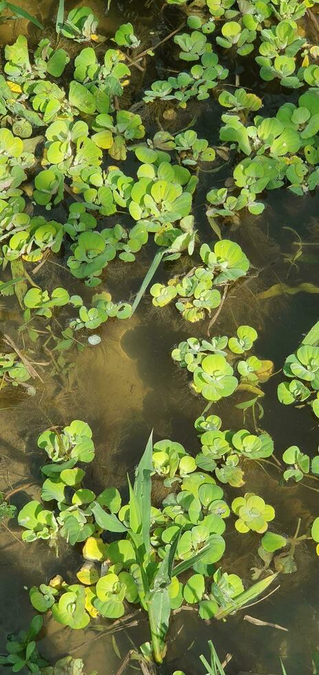 water lily plants in the water photo