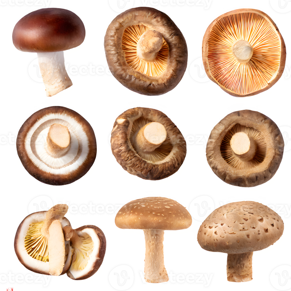 AI generated shiitake mushroom isolated on transparent background png