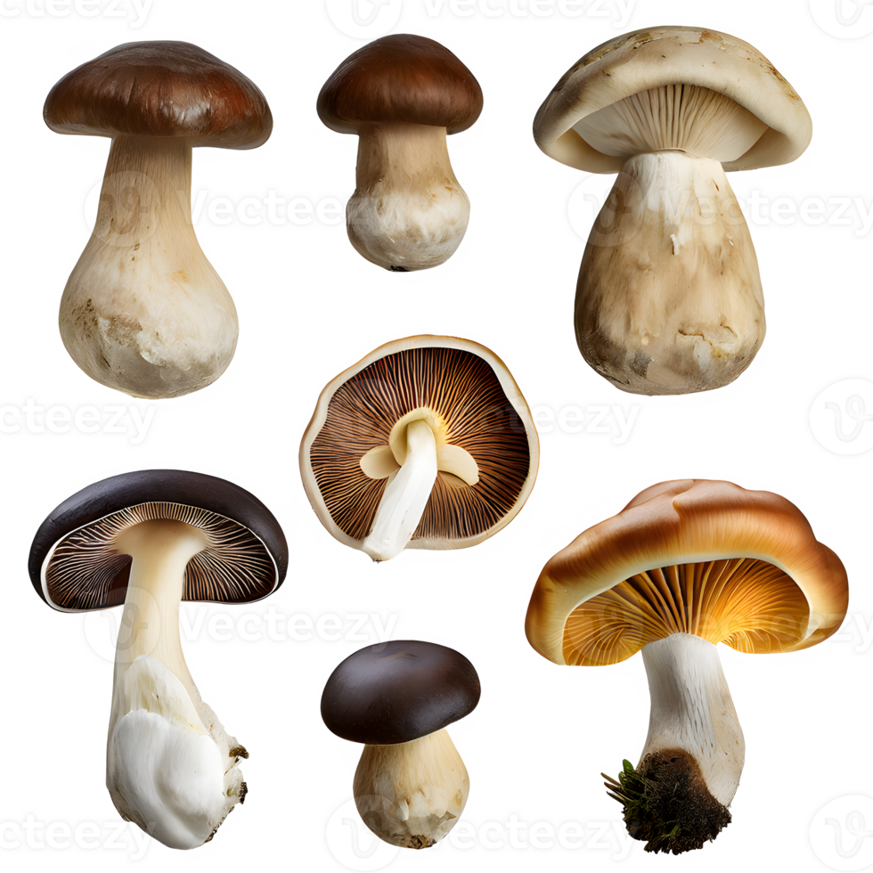 ai genererad shiitake svamp isolerat på transparent bakgrund png