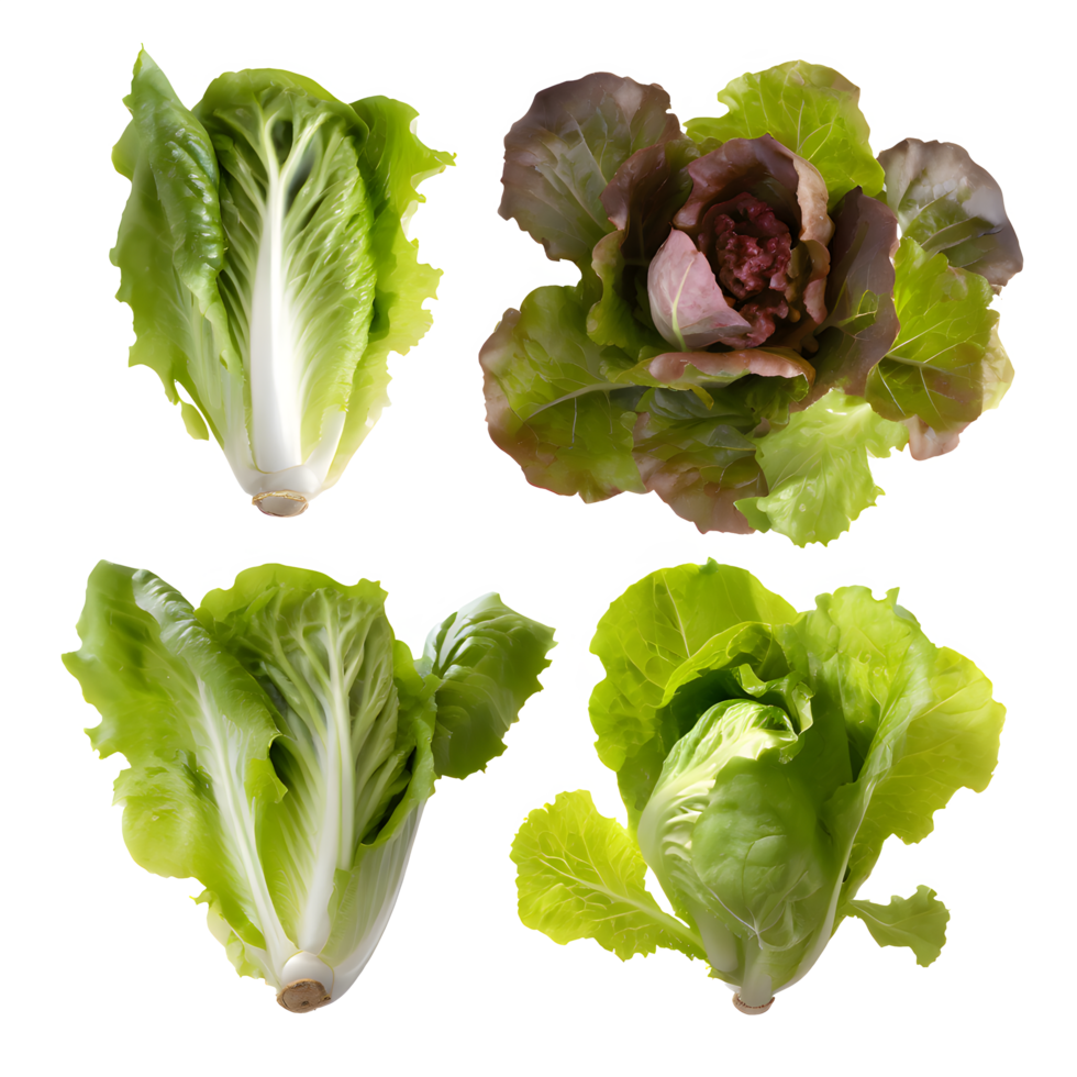 AI generated Fresh lettuce sliced isolated on transparent background png