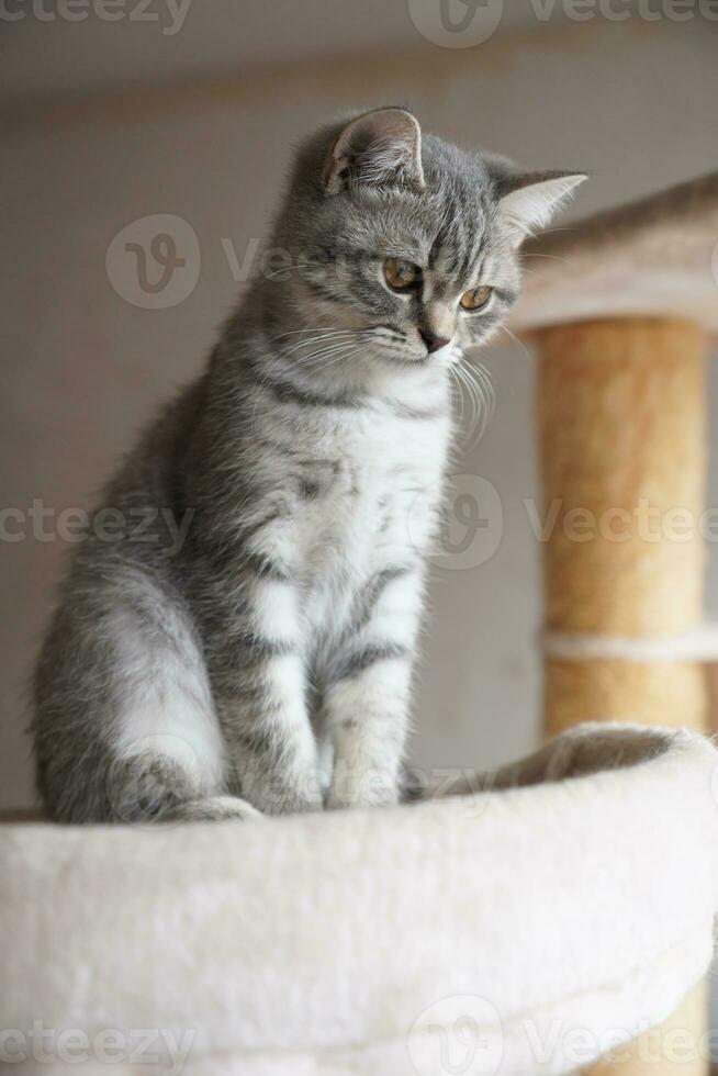 silver tabby british shorthair kitten sitting on top of cat tree photo