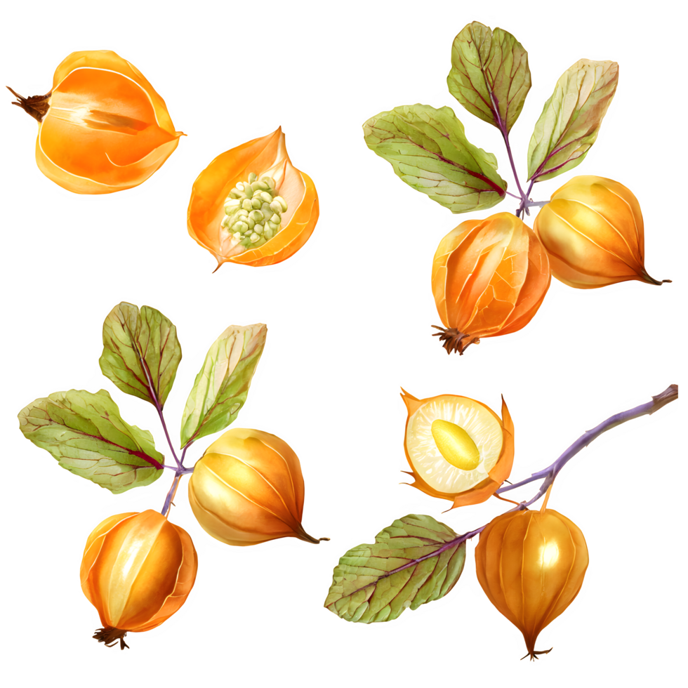 AI generated cape gooseberry isolated on transparent background png