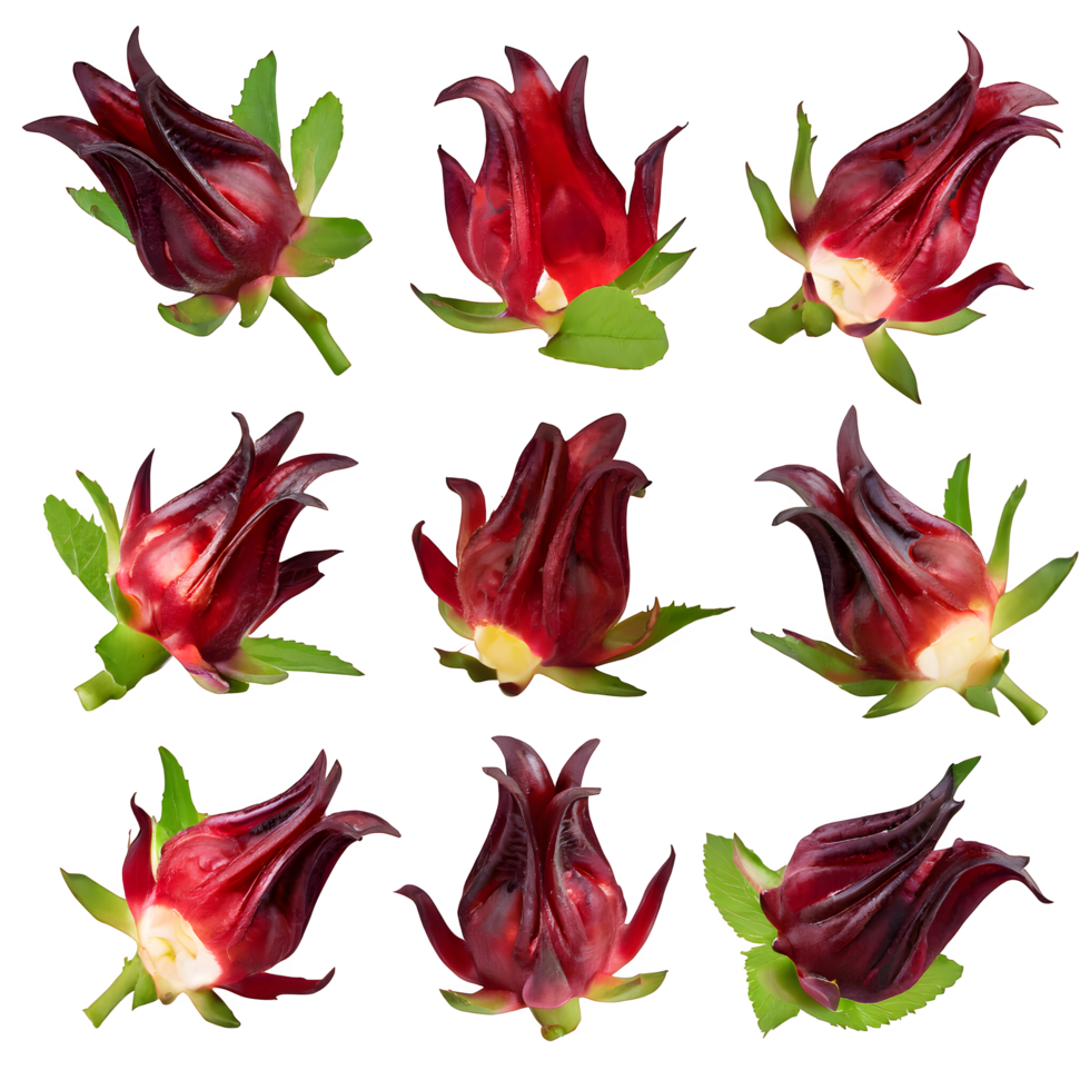 AI generated fresh roselle fruit isolated on transparent background png