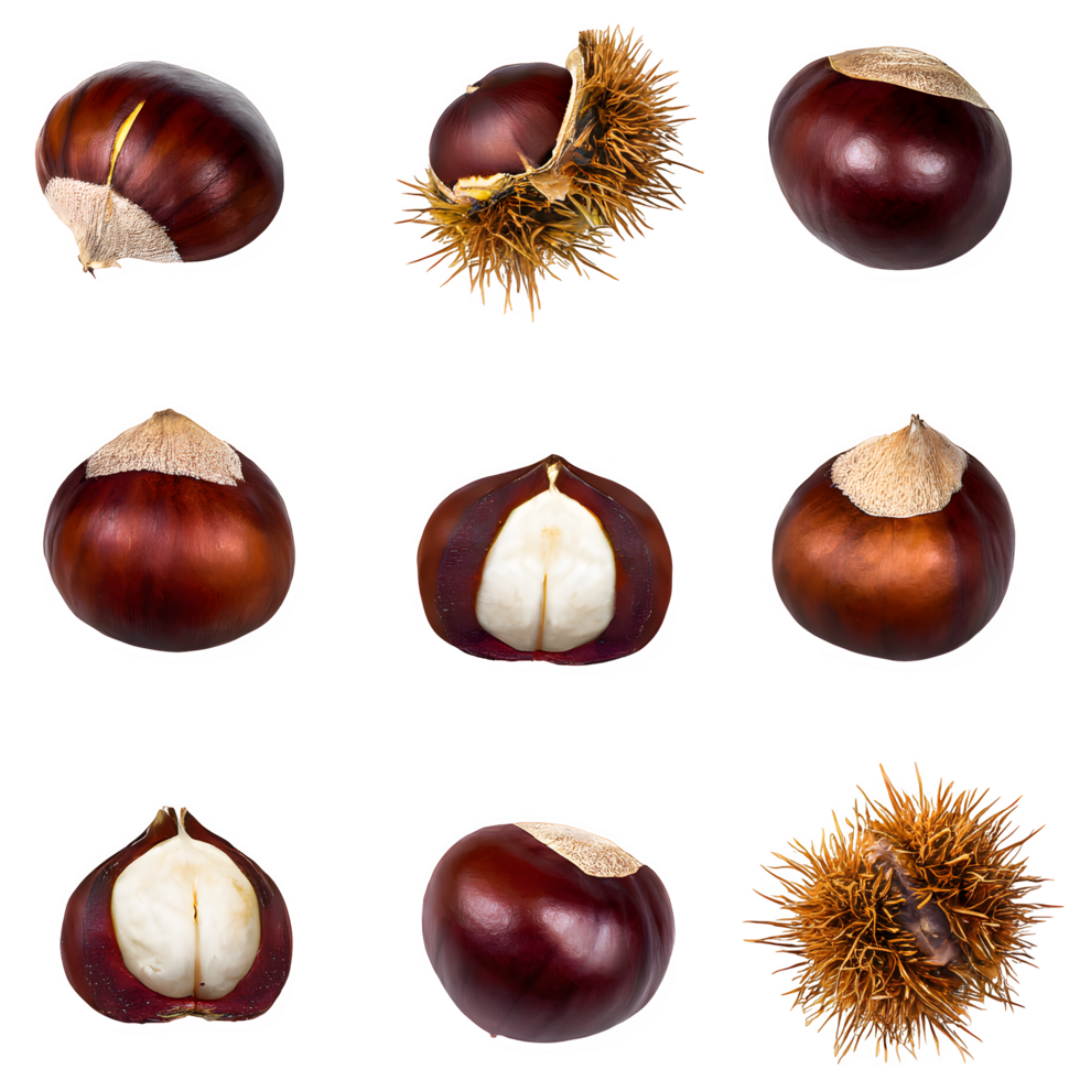 AI generated chestnut fruit and sliced isolated on transparent background png