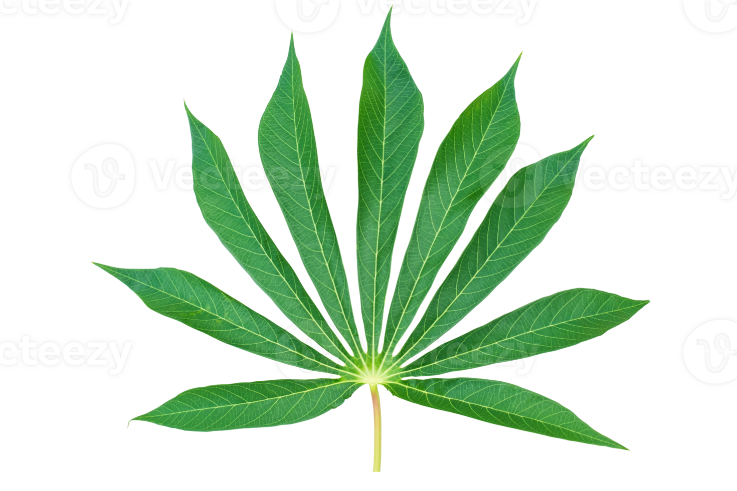 Green cassava leaves isolated on transparent background, organic cassava leaf, PNG File