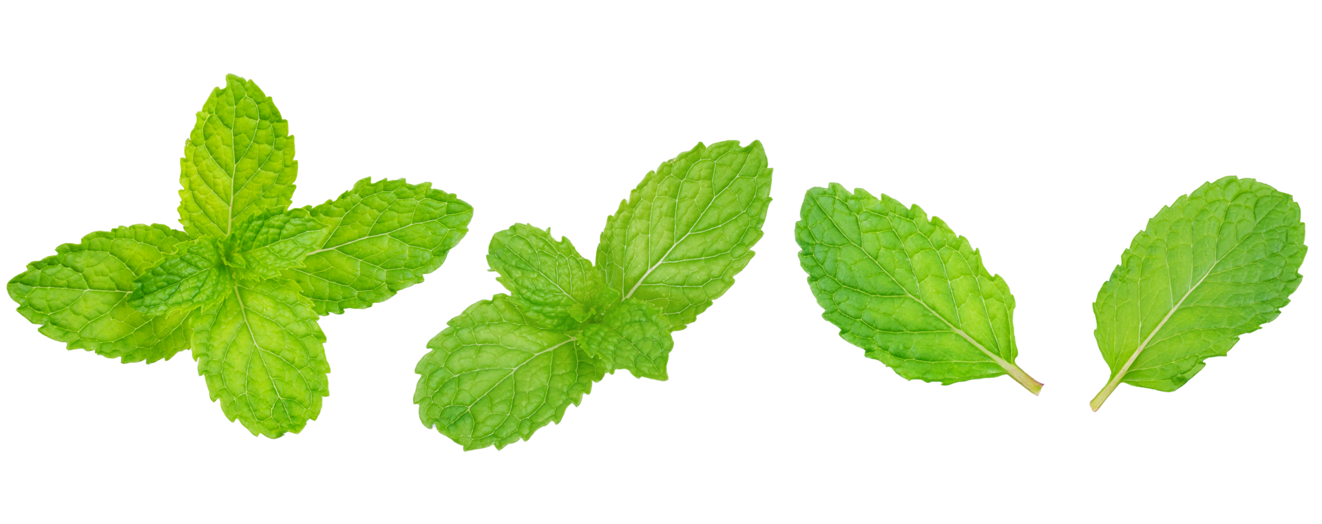 Organic fresh Green pepper mint leaf isolated on transparent background