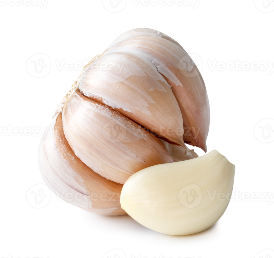 Fresh garlic bulb with clove isolated with clipping path and shadow in png file format