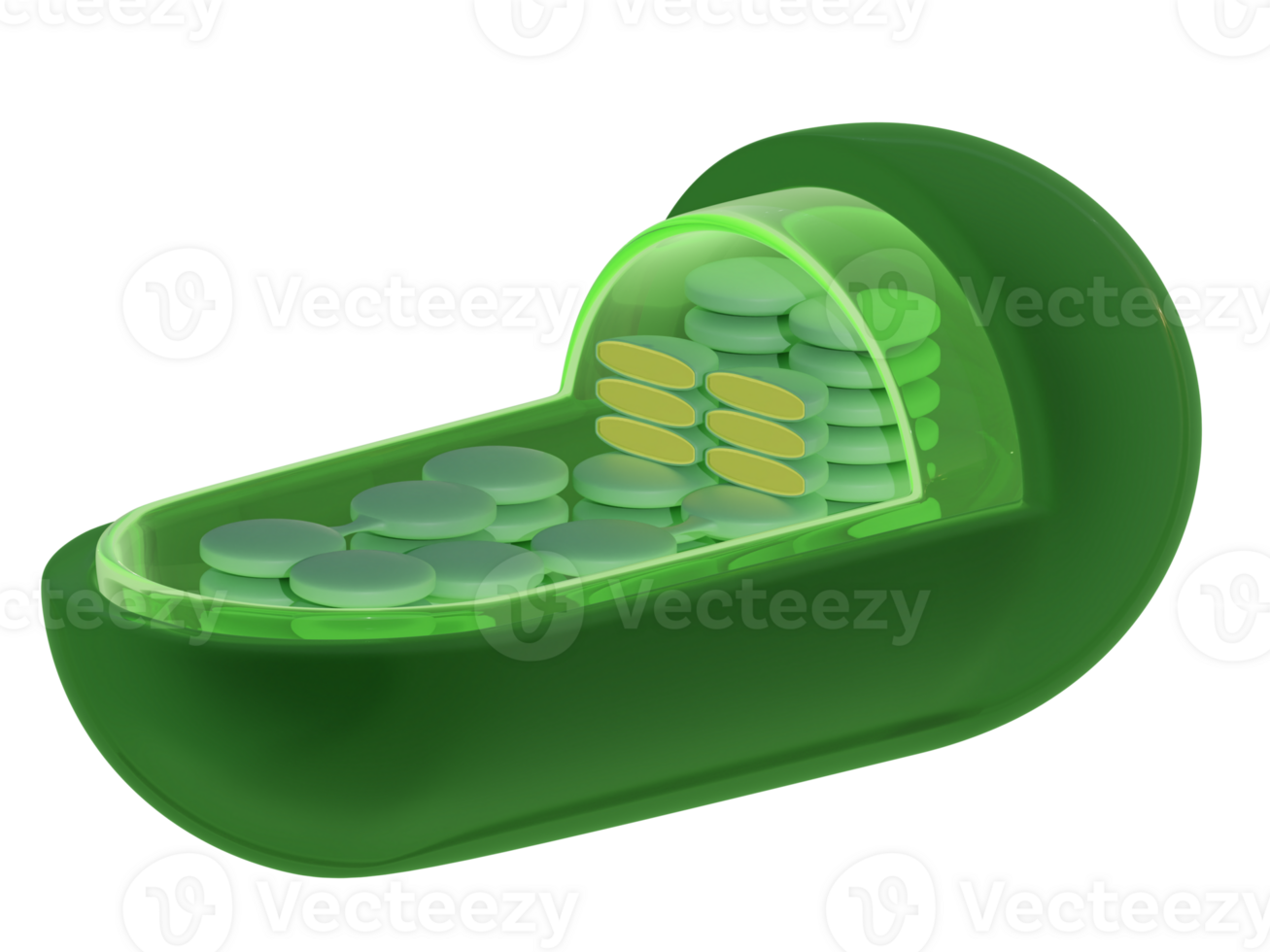 Chloroplast structure 3d rendered illustration png