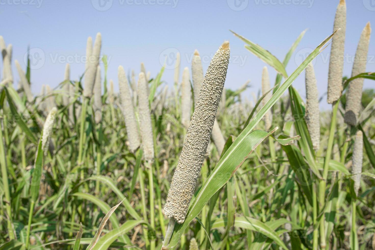 Pearl Millet Field in Rajasthan India photo