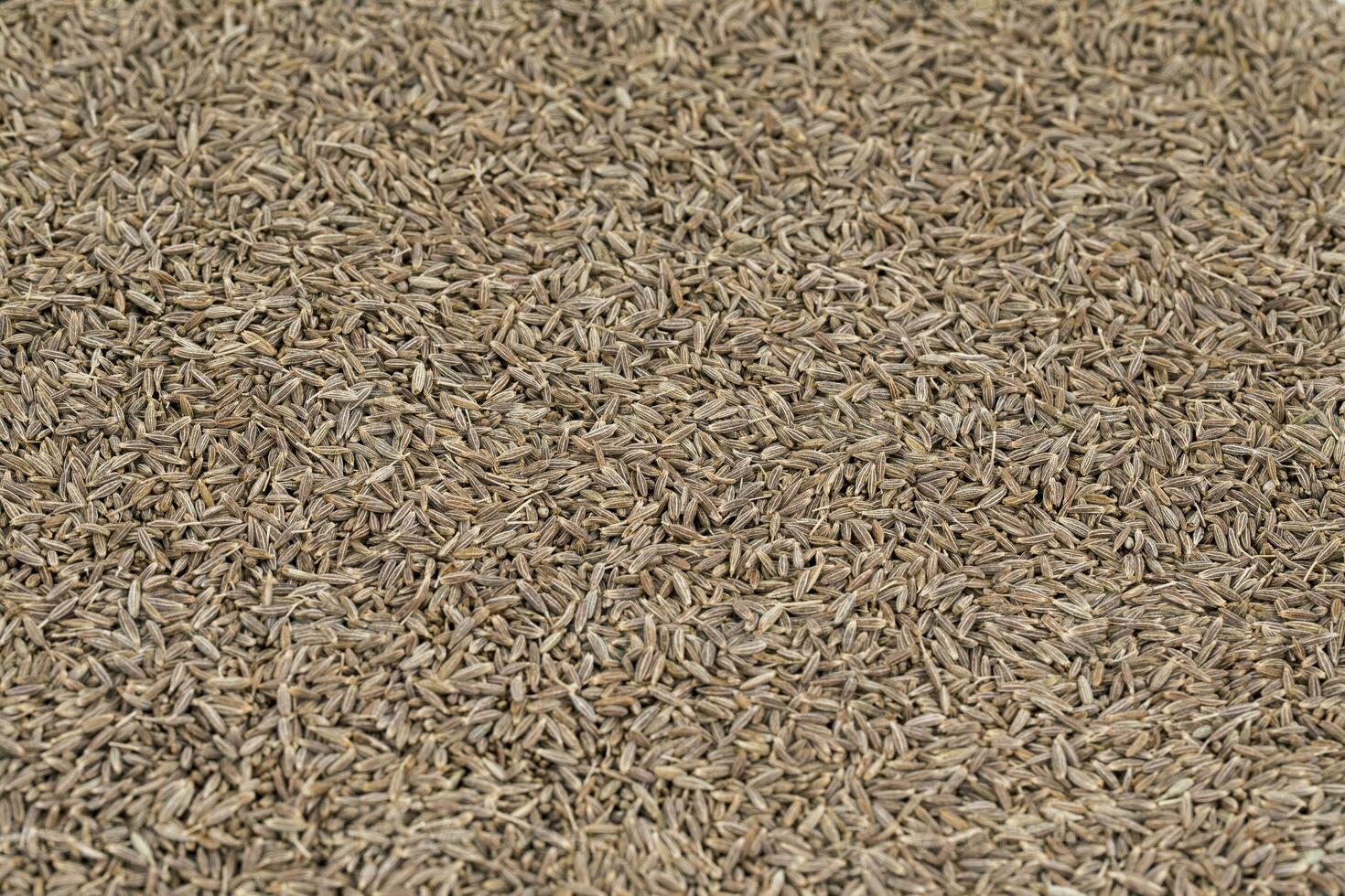 Pile of Dried Cumin Seeds photo